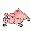 pig_training.gif